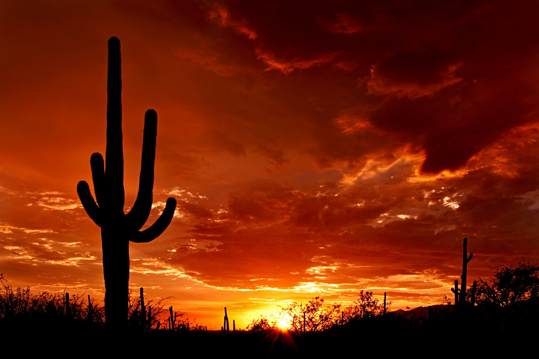 Saguaros at sunset in the Sonoran Desert